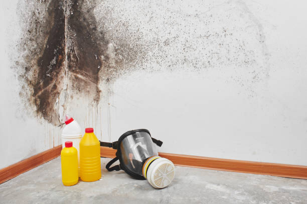 Best Mold Removal Company Near Me  in Hillsboro, OH