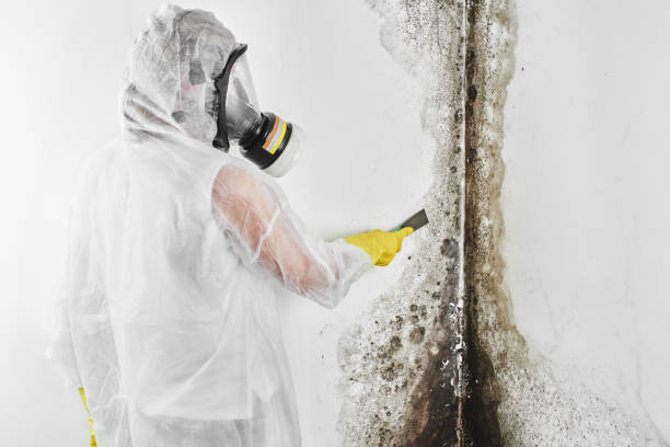 Best Local Mold Removal Service  in Hillsboro, OH