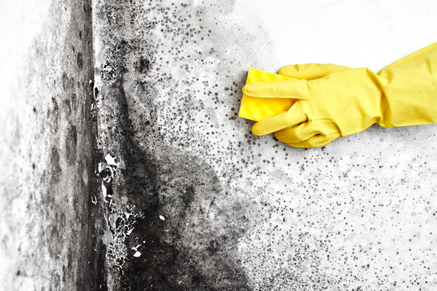 Best Same-Day Mold Removal  in Hillsboro, OH