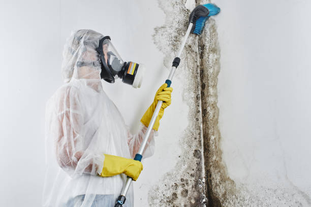 Best Attic Mold Removal  in Hillsboro, OH