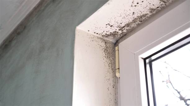 Best Professional Mold Removal  in Hillsboro, OH