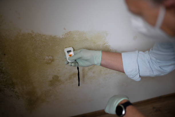 Best Mold Remediation  in Hillsboro, OH