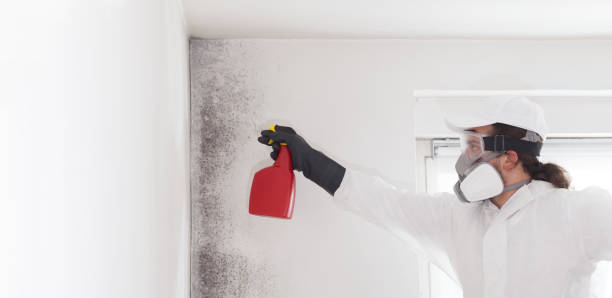 Best Certified Mold Removal  in Hillsboro, OH