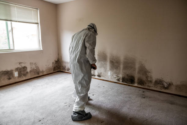 Reliable Hillsboro, OH Mold Removal Solutions