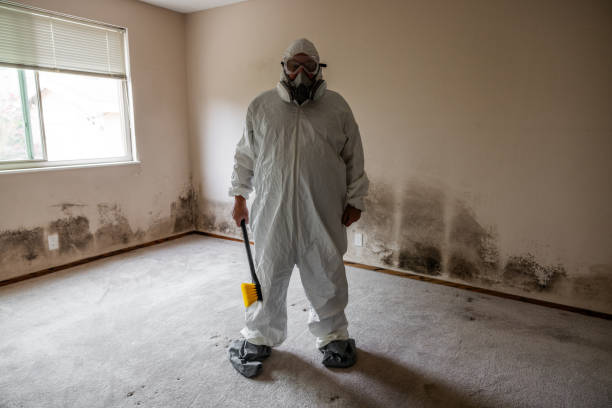 Best Mold Cleaning Services  in Hillsboro, OH