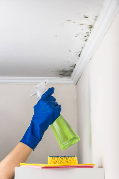 Best Best Mold Removal Companies  in Hillsboro, OH