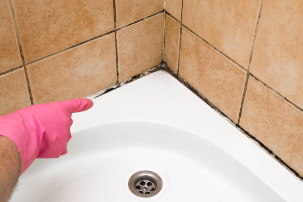 Best Home Mold Removal  in Hillsboro, OH